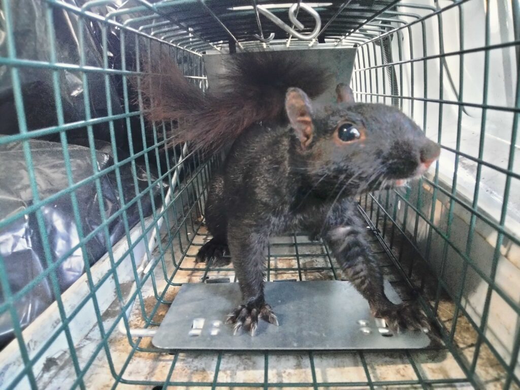 Animal Removal Decatur
