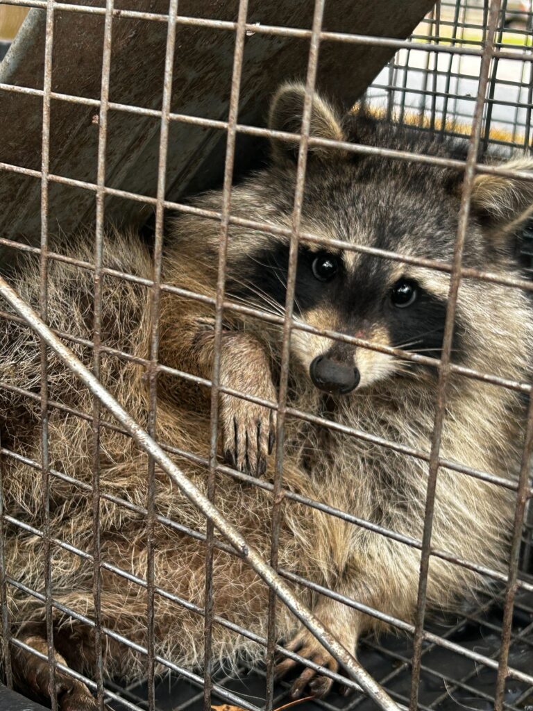 Animal Removal Decatur