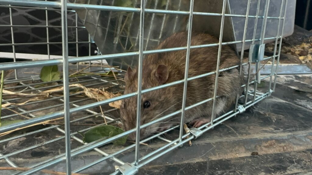 Animal Removal Decatur