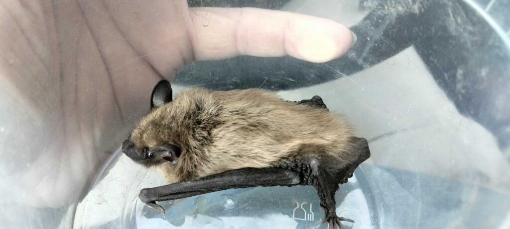 Animal Removal Decatur
